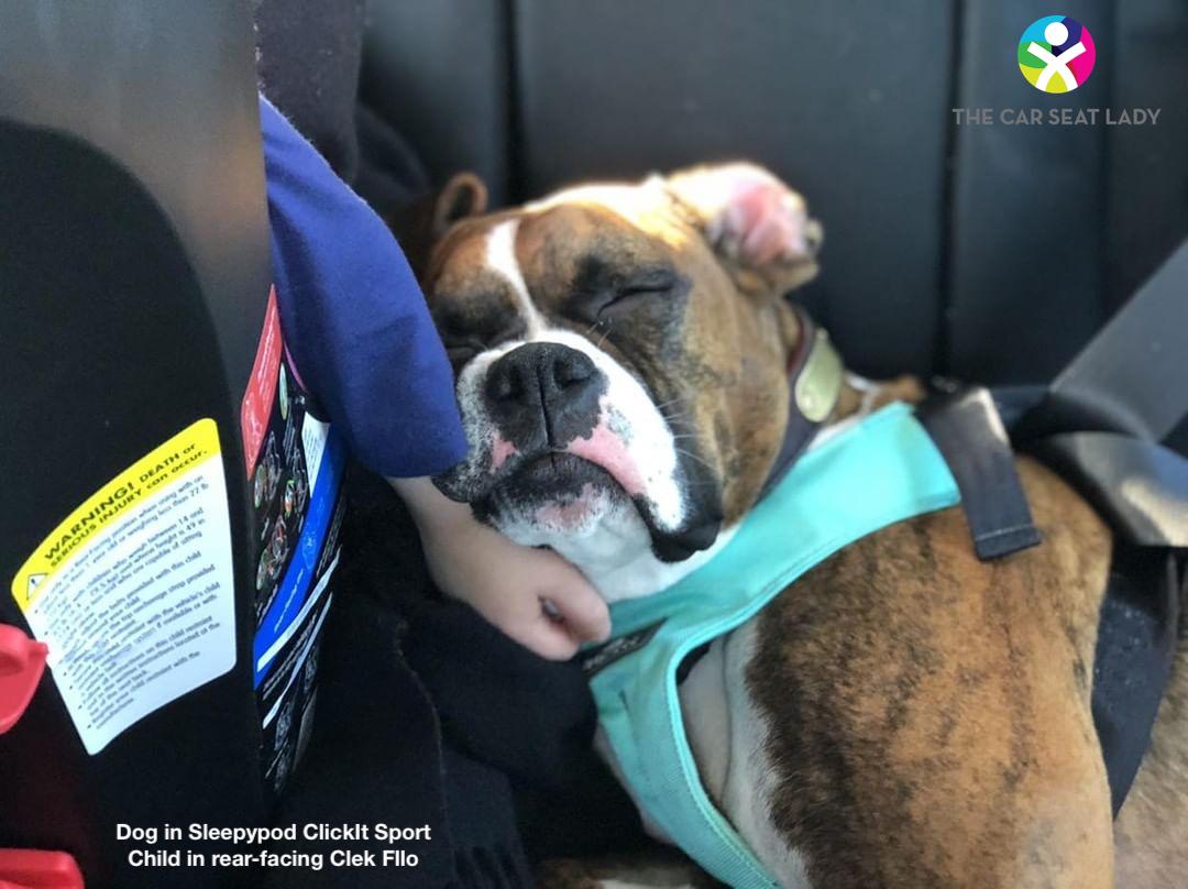 Crufts universal pet seat belt restraint dog car travel animal NEW